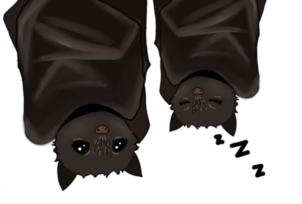 two flying fox bats hanging upsidedown, the smaller bat on the right are sleeping